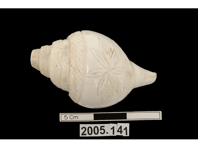 Image of 423.111.1 End-blown conches without mouthpiece