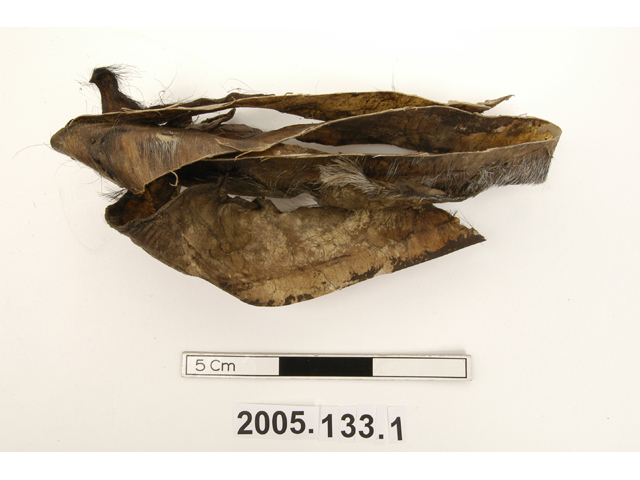 Image of sample (natural objects); piece of goat skin; rah phep