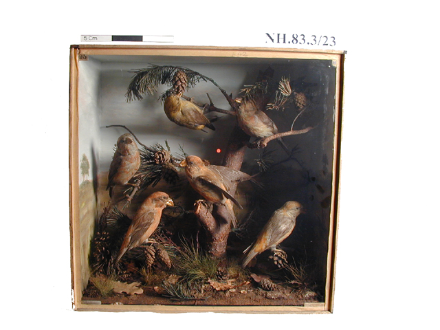 Image of Parrot Crossbill