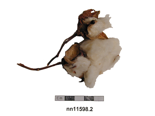 Image of sample (natural objects)