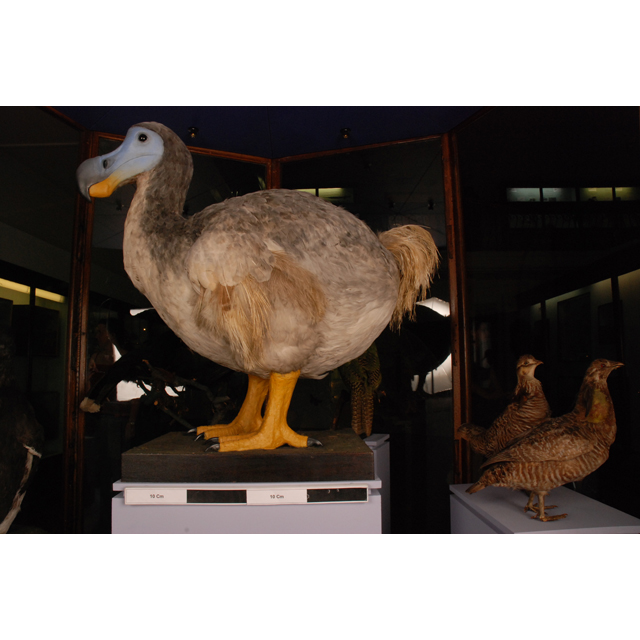 image of Dodo (Raphus cucullatus)