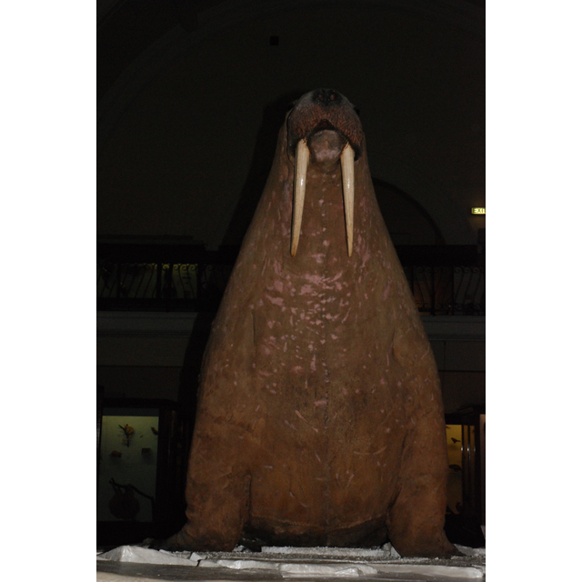 Frontal view of object no. NH.H.44.