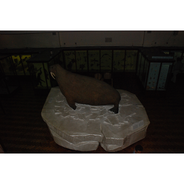 Left side of object no. NH.H.44.