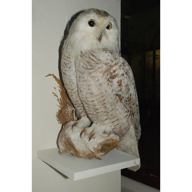 Image of Snowy Owl