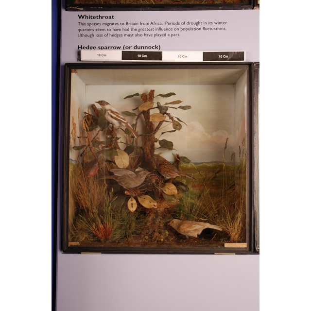 Image of Dunnock
