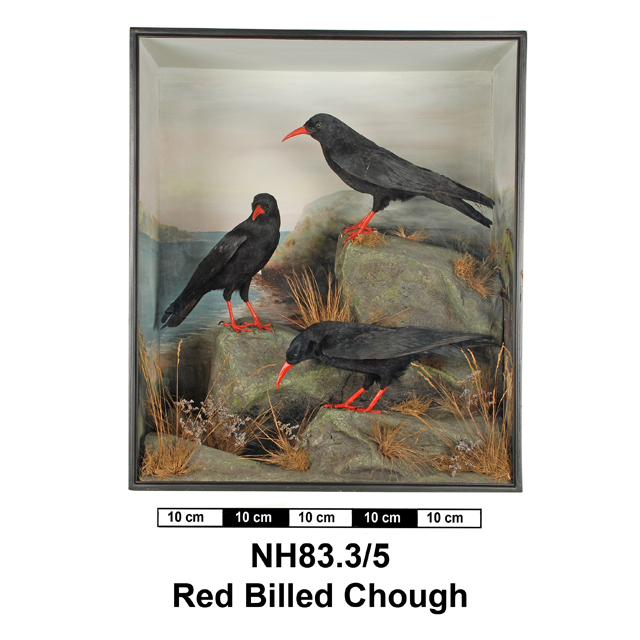 Image of Red-billed Chough