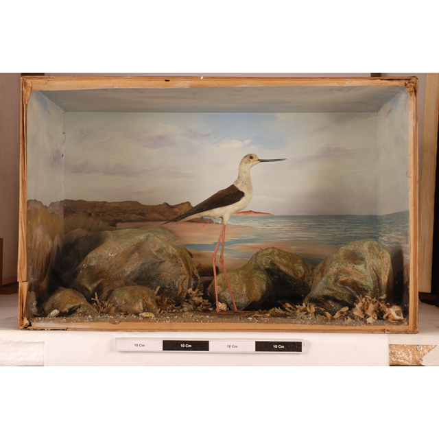 Image of Black-winged Stilt