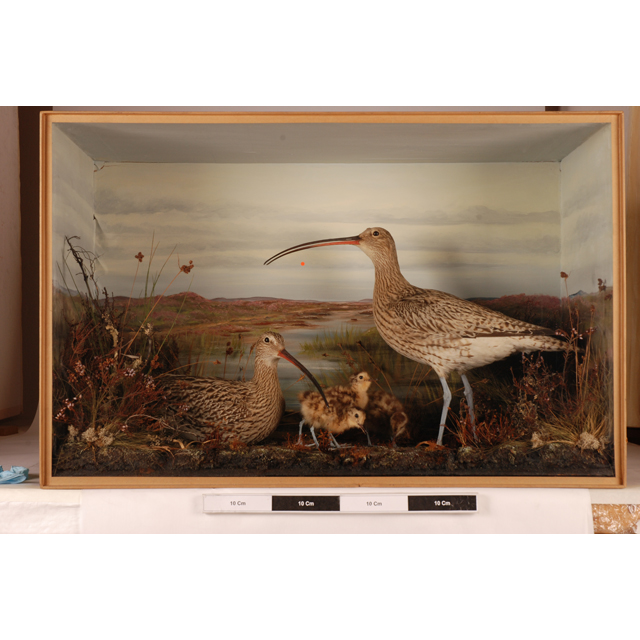Image of Eurasian Curlew