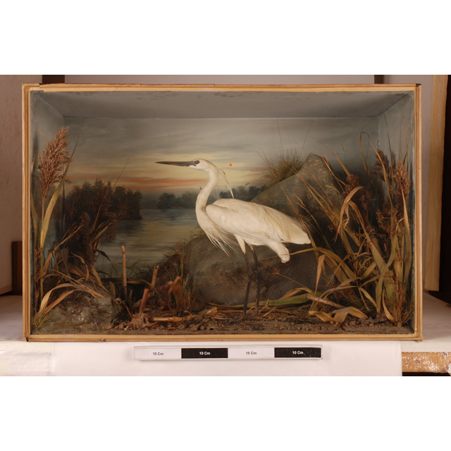Image of Little Egret