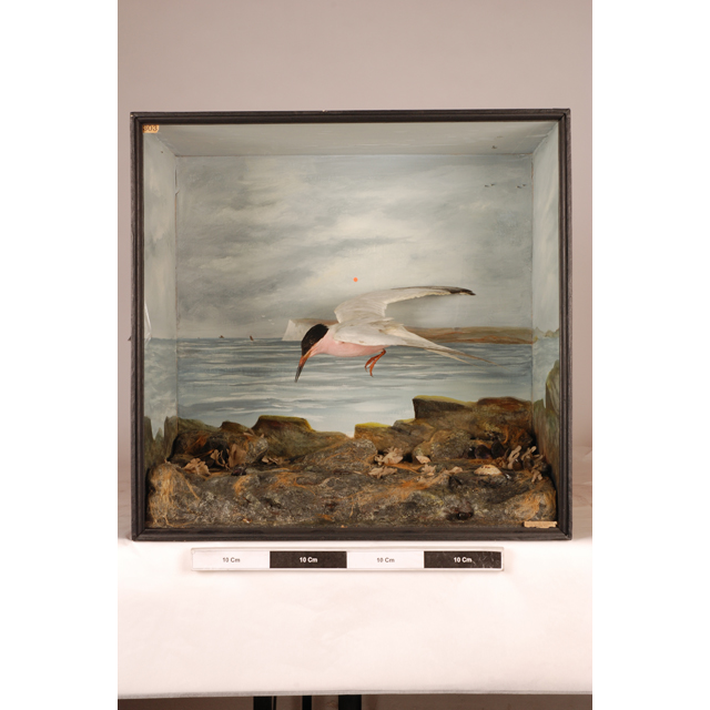 Image of Roseate Tern
