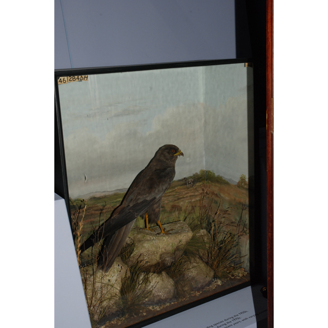 Image of Montagu's Harrier