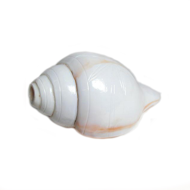 sankh; conch shell trumpet