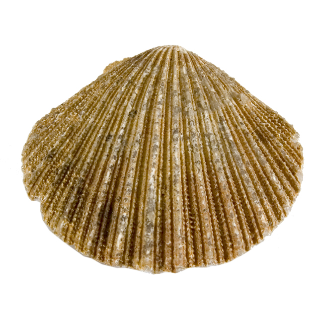 Image of Scallop