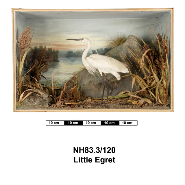 image of Little Egret (Egretta garzetta)