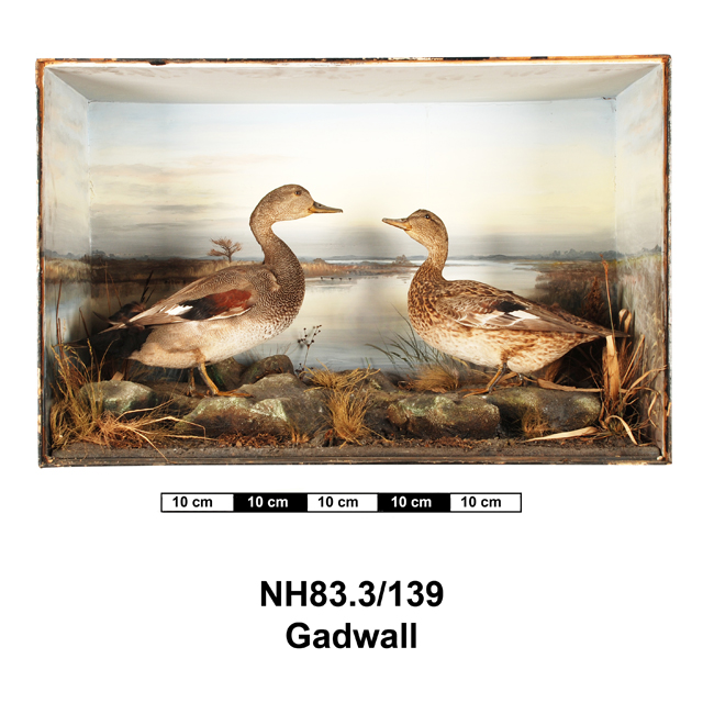 Image of Gadwall