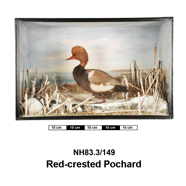 image of Red-crested Pochard (Netta rufina)