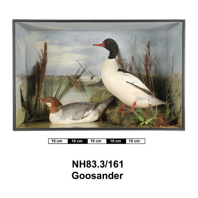 Image of Common Merganser