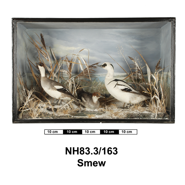 Image of Smew