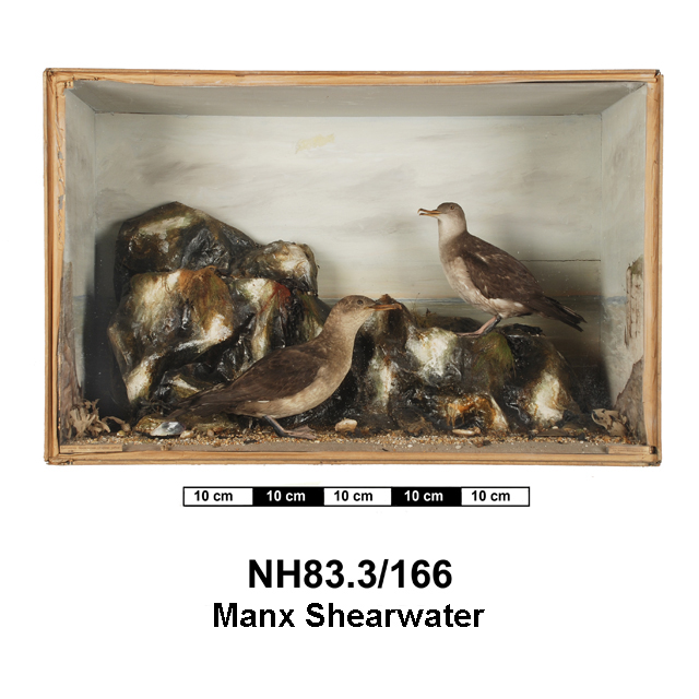 Manx Shearwater; Balearic Shearwater (Puffinus puffinus; Puffinus mauretanicus)