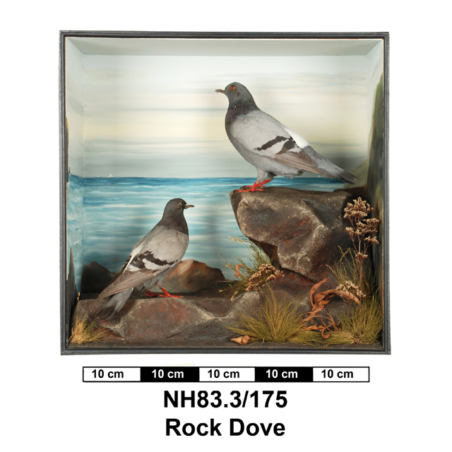 Image of Rock Dove