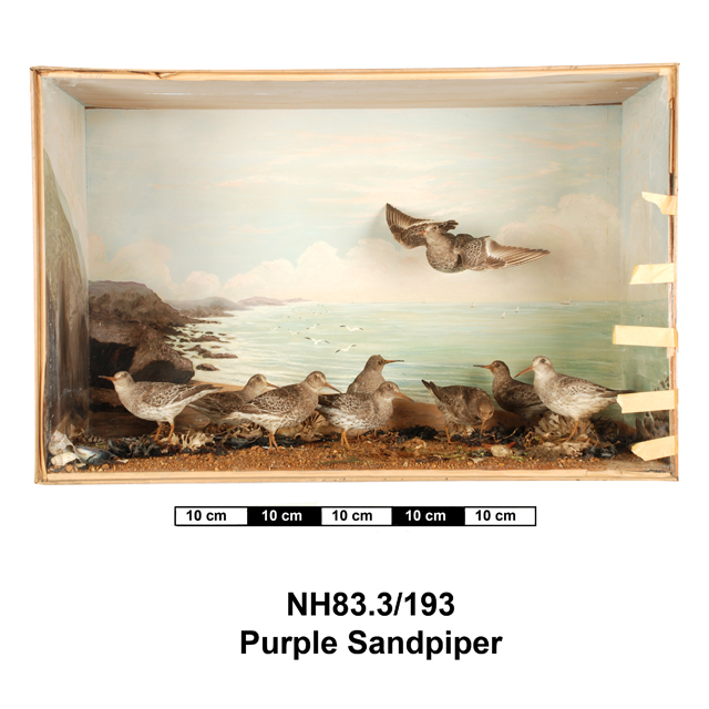 Image of Purple Sandpiper