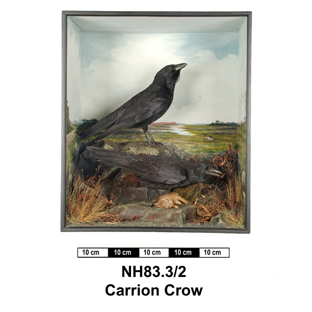 Image of Carrion Crow