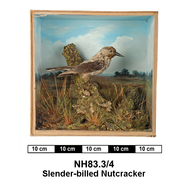 Image of Spotted Nutcracker