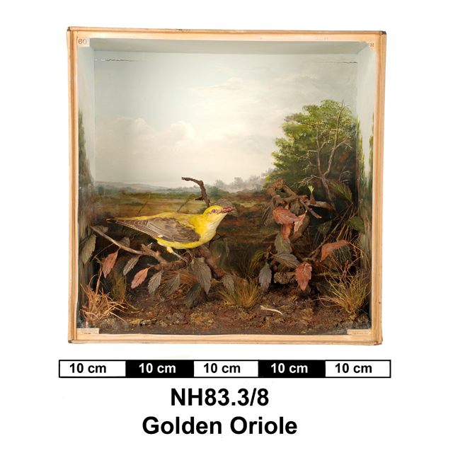 Image of Eurasian Golden Oriole