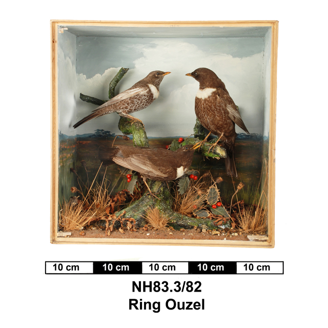 Image of Ring Ouzel
