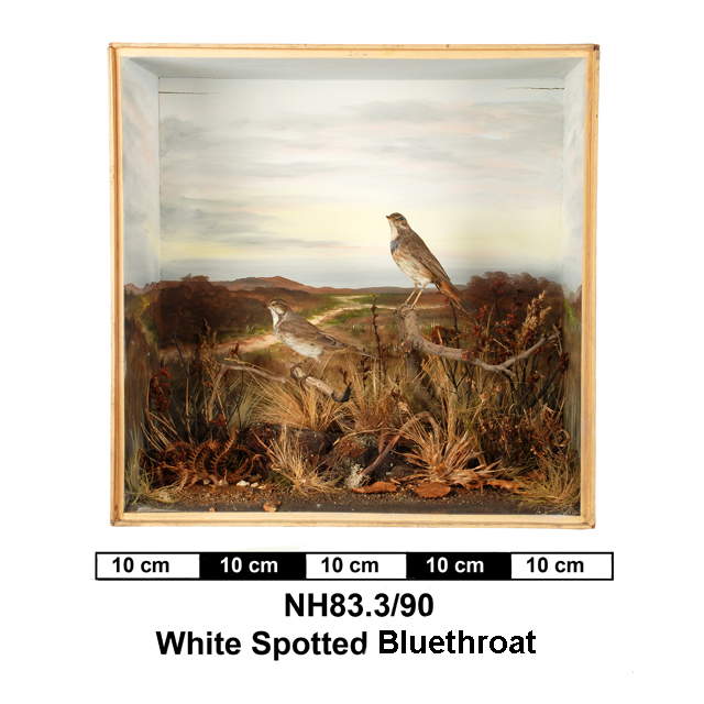 Image of Bluethroat