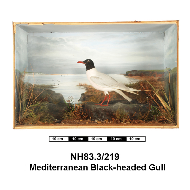 image of Mediterranean Gull (Ichthyaetus melanocephalus)