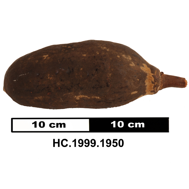 Image of null (brazil nut)