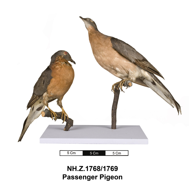 Image of Passenger Pigeon