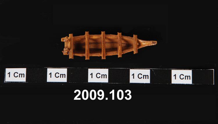General view of object no. 2009.103.