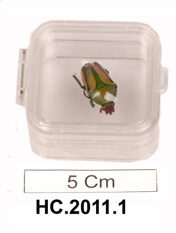 Image of Horniman Beetle