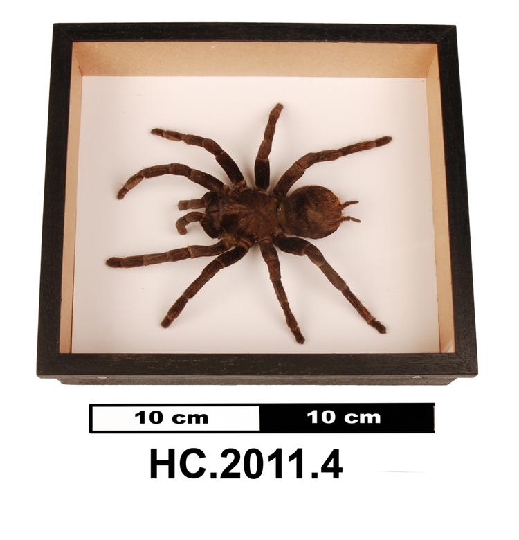 Image of null (Tarantula)