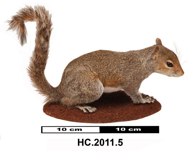 Image of Grey squirrel