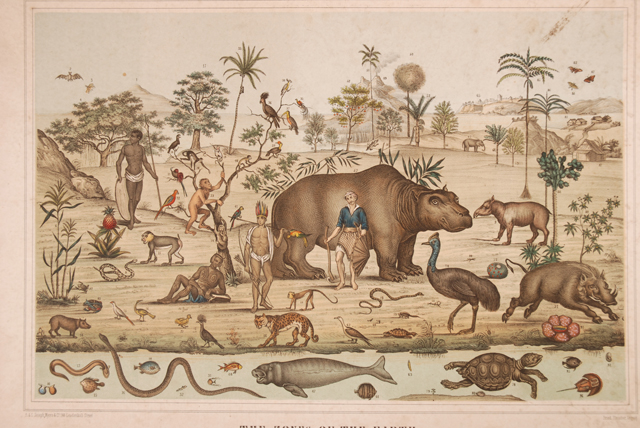 Plate No VIII Productions of the Torrid Zone. Part 2 - Horniman Museum and  Gardens