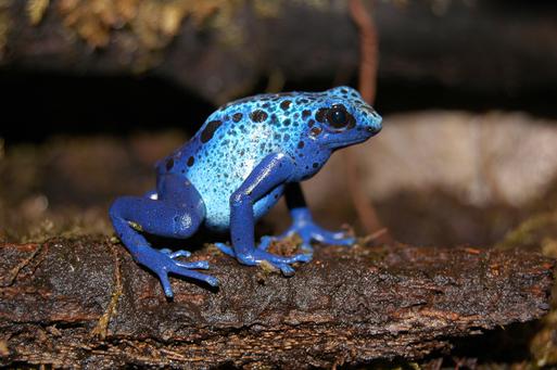 Blue Poison Frog (Dendrobates tinctorius)