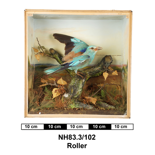 Image of European Roller
