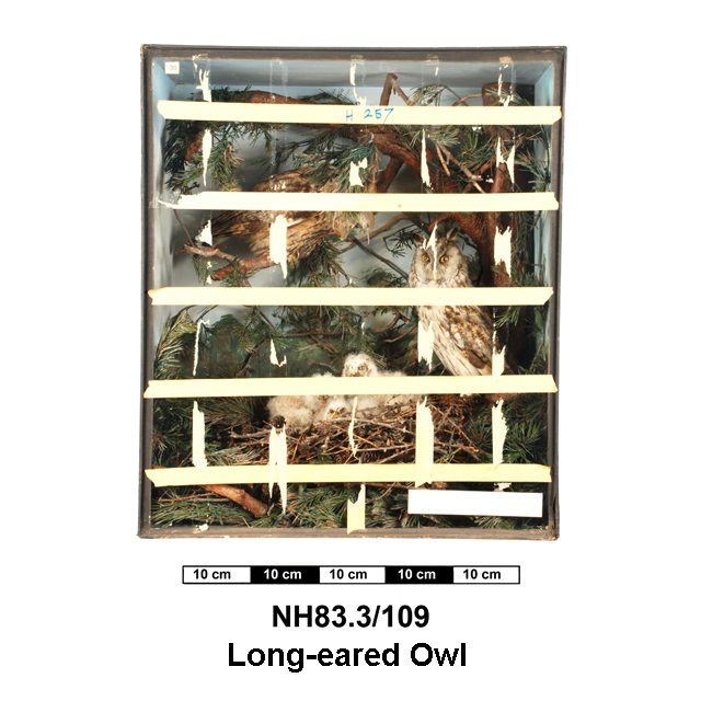 Image of Long-eared Owl