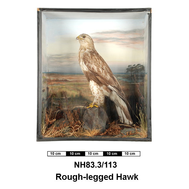 Image of Rough-legged Buzzard