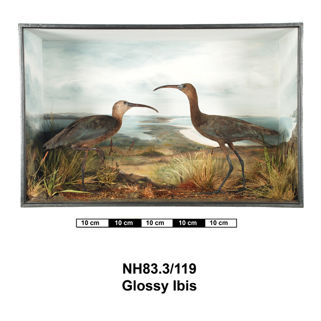 Image of Glossy Ibis