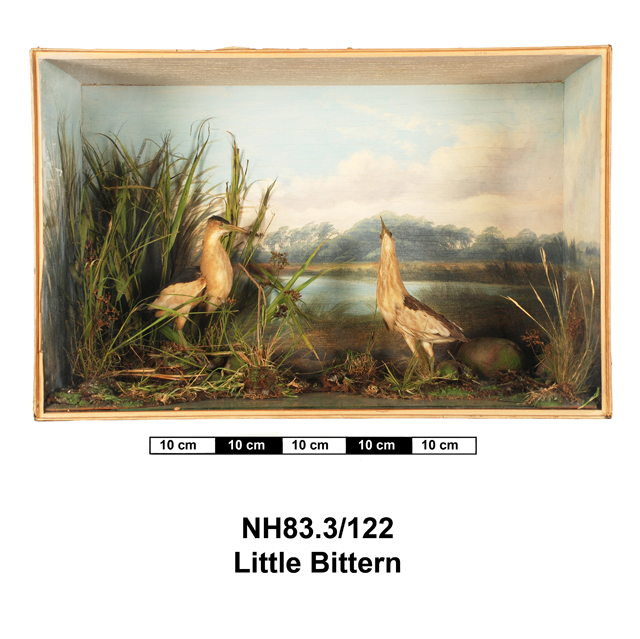 Image of Little Bittern
