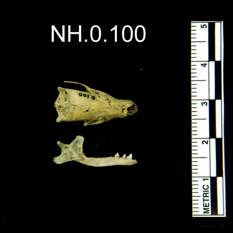 Dorsal view of object no. NH.0.100.