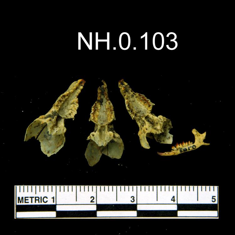 Ventral view of object no. NH.0.103.