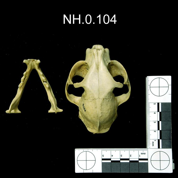 Dorsal view of object no. NH.0.104.
