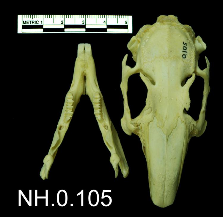 Dorsal view of object no. NH.0.105.