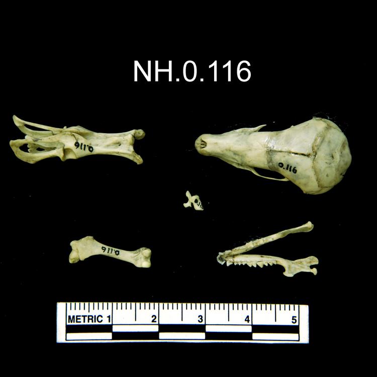 Dorsal view of object no. NH.0.116.