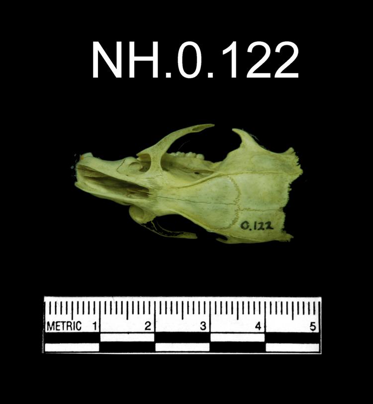 Dorsal view of object no. NH.0.122.